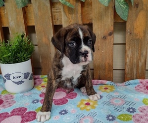 Medium Boxer