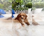 Small Photo #3 Cavapoo Puppy For Sale in INDIANAPOLIS, IN, USA