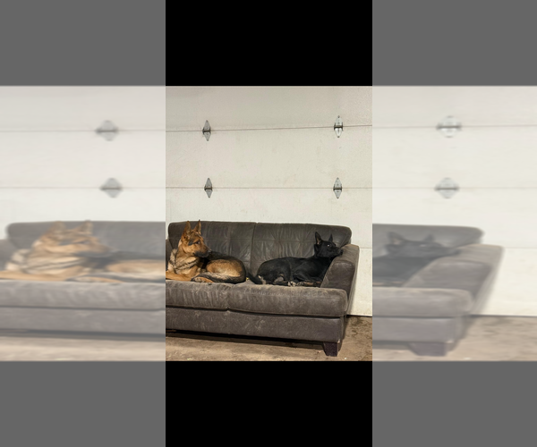Medium Photo #6 German Shepherd Dog Puppy For Sale in HARTLAND, MI, USA