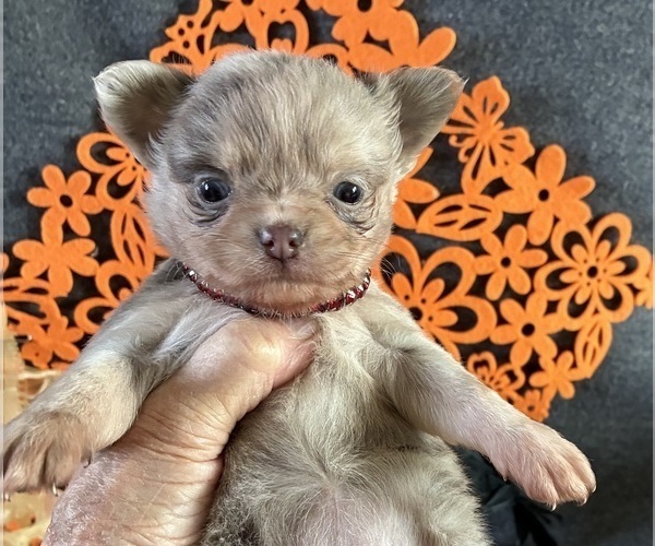 Medium Photo #4 Chihuahua Puppy For Sale in NEWVILLE, PA, USA