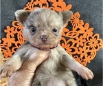 AKC Blueberry - Female Chihuahua Puppy for Sale - Photo #4