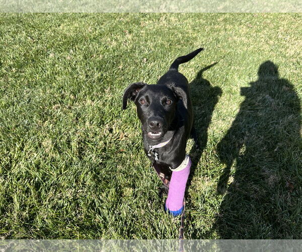 Medium Photo #6 Labrador Retriever-Unknown Mix Puppy For Sale in Holly Springs, NC, USA