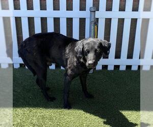 Labrador Retriever Dogs for adoption in Modesto, CA, USA
