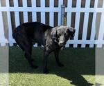 Small Labrador Retriever