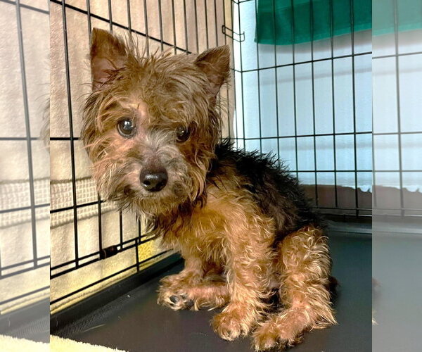 Medium Photo #2 Mutt Puppy For Sale in Boonton, NJ, USA