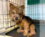 Small #1 Mutt