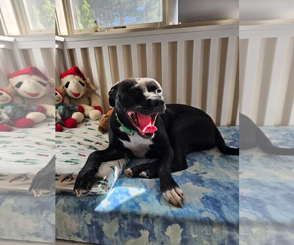 Medium Photo #2 Mutt Puppy For Sale in Chester, NJ, USA