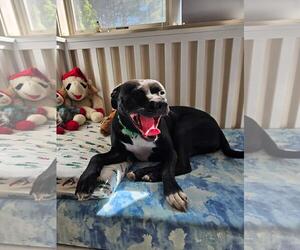 Harley - Female Mutt Dog for Adoption - Photo #2