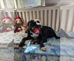 Small #1 Mutt