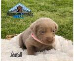 Small Photo #3 Labrador Retriever Puppy For Sale in BATESVILLE, AR, USA