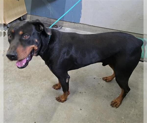 Medium Photo #1 Rottweiler-Unknown Mix Puppy For Sale in Camarillo, CA, USA