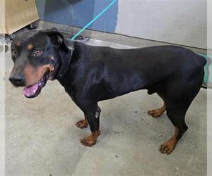 Rottweiler-Unknown Mix Dogs for adoption in Camarillo, CA, USA