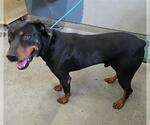 Small Rottweiler Mix