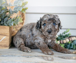 Small Photo #9 Goldendoodle (Miniature) Puppy For Sale in NAPPANEE, IN, USA