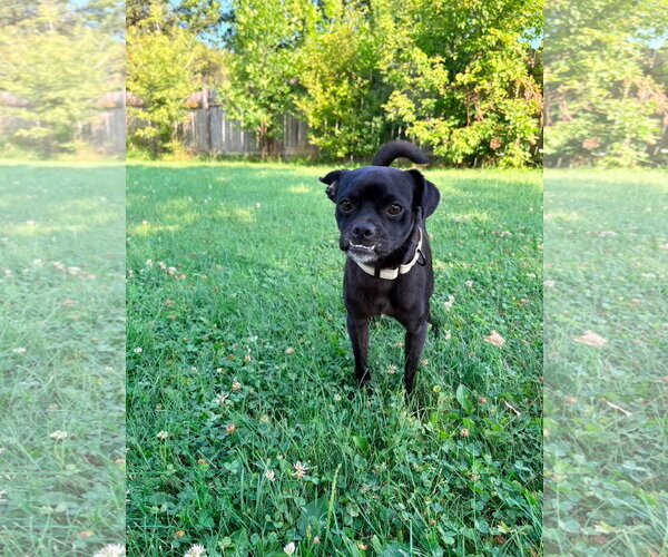 Medium Photo #3 Pug-Unknown Mix Puppy For Sale in New London, WI, USA