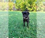 Small #2 Pug Mix