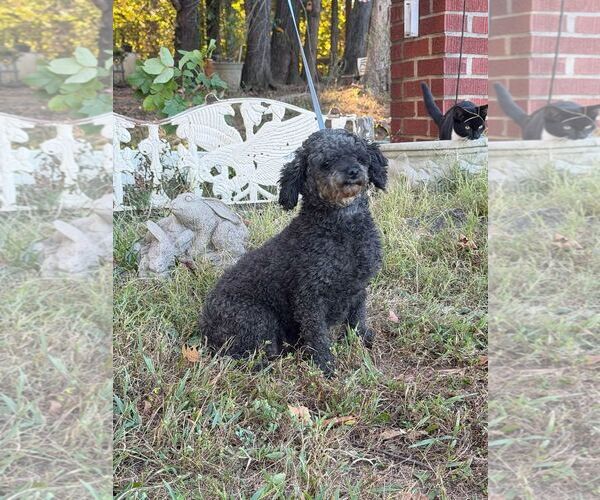 Medium Photo #2 Poodle (Miniature) Puppy For Sale in HOPKINSVILLE/PRINCETON, KY, NH, USA