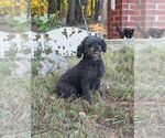 Small Photo #2 Poodle (Miniature) Puppy For Sale in HOPKINSVILLE/PRINCETON, KY, NH, USA