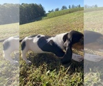Small Photo #8 Basset Hound Puppy For Sale in LAWRENCEBURG, TN, USA