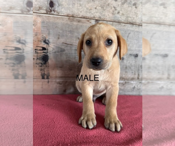 Medium Photo #5 Labrador Retriever Puppy For Sale in VERMONTVILLE, MI, USA