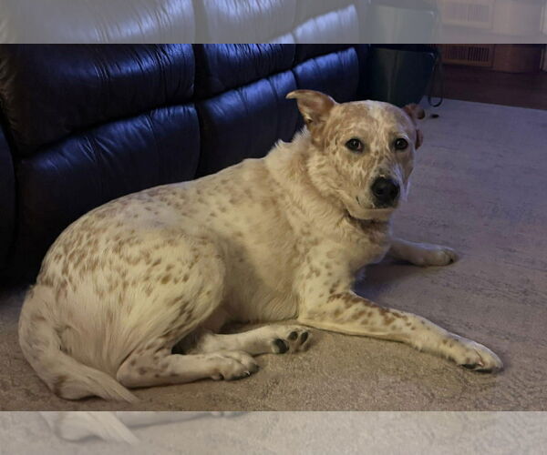 Medium Photo #2 Labrador Retriever-Unknown Mix Puppy For Sale in Duluth, MN, USA