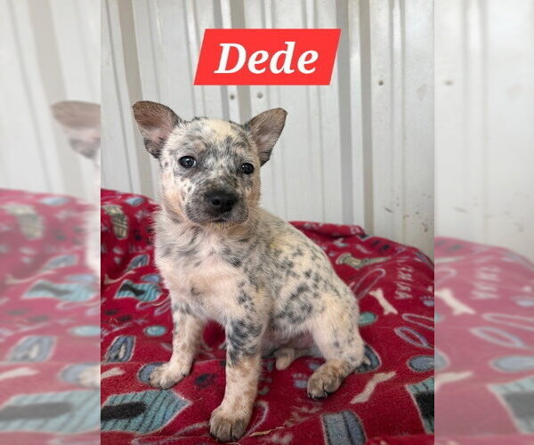 Medium Photo #3 Red Heeler-Unknown Mix Puppy For Sale in The Woodlands, TX, USA