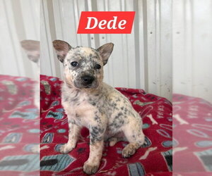Dede - Female Red Heeler-Unknown Mix Dog for Adoption - Photo #3