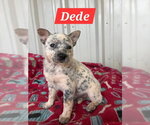Small Photo #3 Red Heeler-Unknown Mix Puppy For Sale in The Woodlands, TX, USA