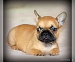 Small #1 French Bulldog