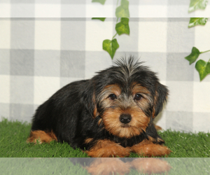 Yorkshire Terrier Puppy for sale in MARIETTA, GA, USA