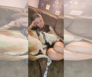 Kimba - Female Mutt Dog for Adoption - Photo #2