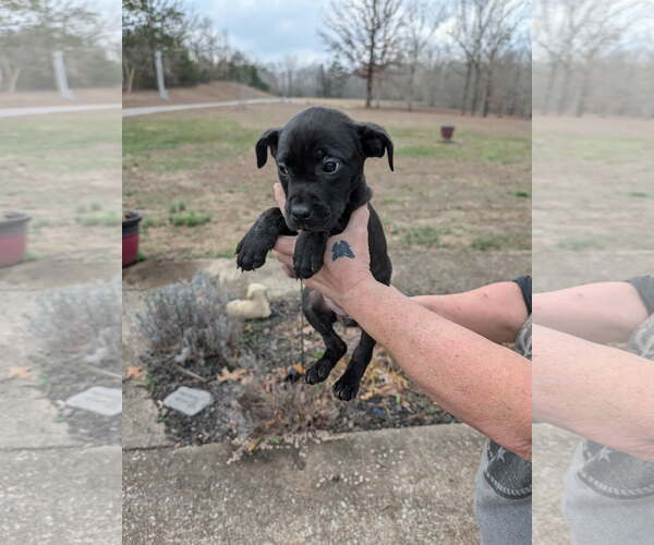 Medium Photo #2 Mutt Puppy For Sale in SHERBURNE, NY, USA