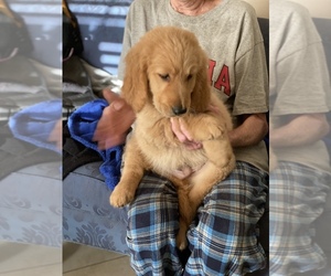 Goldendoodle Puppy for sale in THOMSON, GA, USA