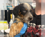 Small #2 Mutt