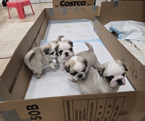 Medium Photo #2 Pug Puppy For Sale in BANNING, CA, USA