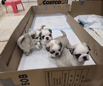 Small #1 Pug