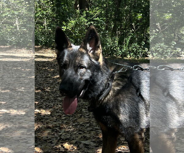 Medium Photo #3 German Shepherd Dog Puppy For Sale in Plantation, FL, USA