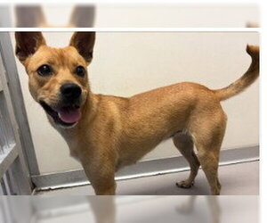 Chihuahua-Unknown Mix Dogs for adoption in Sugar Land, TX, USA