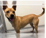 Small Chihuahua Mix