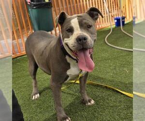 Mutt Dogs for adoption in Las Vegas, NV, USA