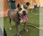 *MAGGIE MAE - Female Mutt Dog for Adoption - Small photo