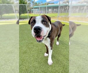 American Bulldog-Unknown Mix Dogs for adoption in Naples, FL, USA
