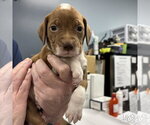 Small Beagle-Retriever  Mix