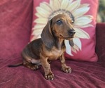 Small #1 Dachshund
