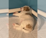 Small Photo #2 Goldendoodle Puppy For Sale in NEW LENOX, IL, USA