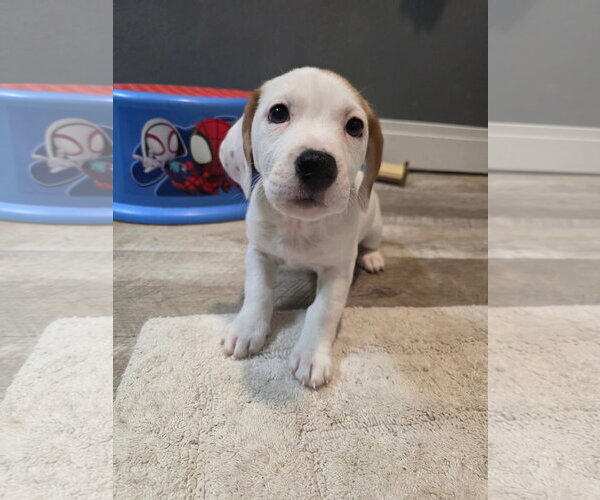 Medium Photo #2 Basset Hound-Unknown Mix Puppy For Sale in New London, WI, USA