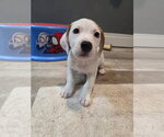 Small #1 Basset Hound Mix
