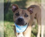 HENRY - Male American Staffordshire Terrier-Unknown Mix Dog for Adoption - Small photo