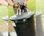 Small Photo #1 Beagle Puppy For Sale in hazlehurst, GA, USA