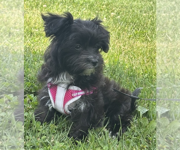 Medium Photo #6 Morkie Puppy For Sale in ROCK STREAM, NY, USA
